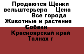 Продаются Щенки вельштерьера  › Цена ­ 27 000 - Все города Животные и растения » Собаки   . Красноярский край,Талнах г.